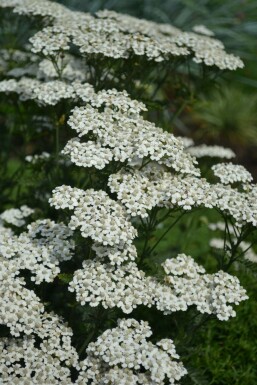 Achillea millefolium 'Schneetaler'