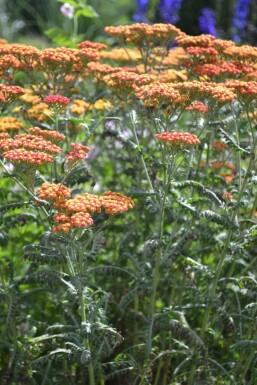 Achillea millefolium 'Walther Funcke'