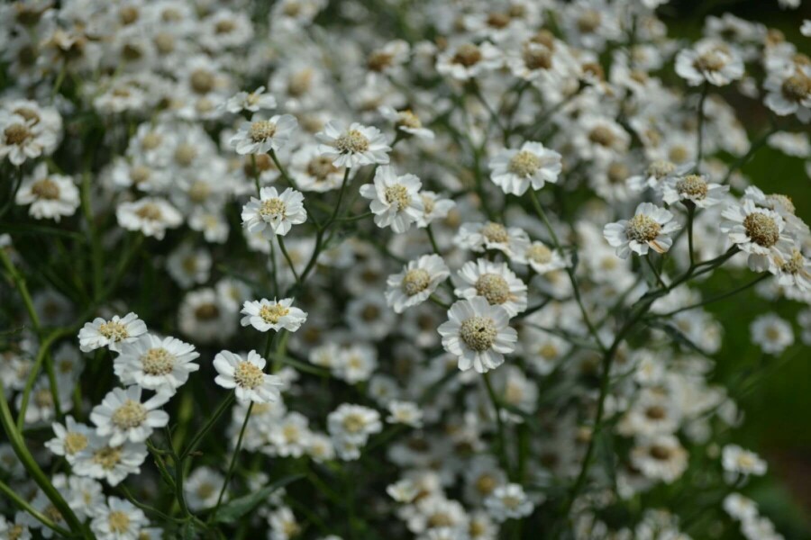 Achillée sternutatoire Achillea ptarmica 'The Pearl' 5-10 Pot 9x9 cm (P9) Achillea ptarmica 'The Pearl'