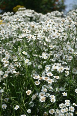 Achillea ptarmica 'The Pearl'