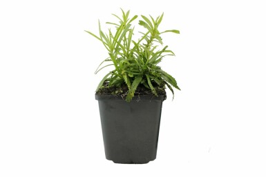 Achillée sternutatoire Achillea ptarmica 'The Pearl' 5-10 Pot 9x9 cm (P9) Achillea ptarmica 'The Pearl'