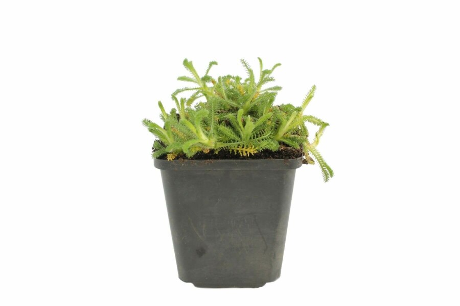 Achillée tomenteuse Achillea tomentosa 5-10 Pot 9x9 cm (P9) Achillea tomentosa