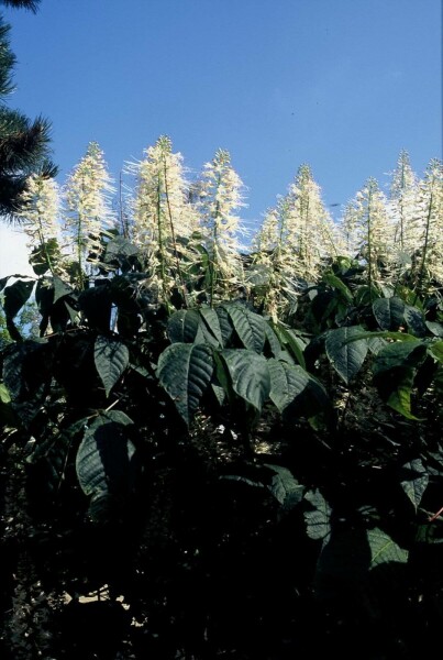 Aesculus parviflora C12 60-80