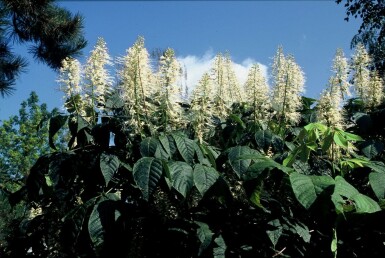 Aesculus parviflora C12 60-80