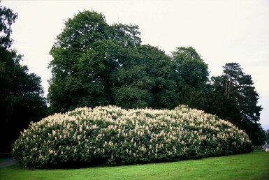 Aesculus parviflora C12 60-80