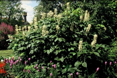 Aesculus parviflora C12 60-80