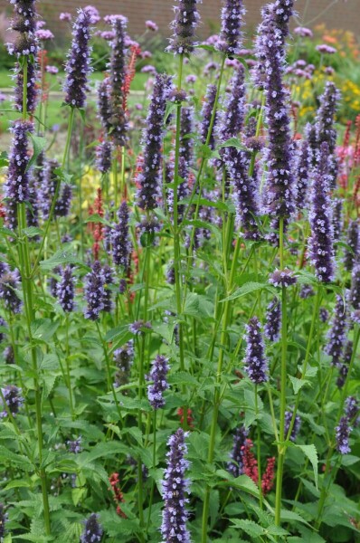 Agastache Agastache 'Black Adder' 5-10 Pot 9x9 cm (P9) Agastache 'Black Adder'