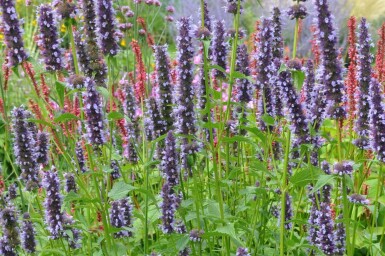 Agastache Agastache 'Black Adder' 5-10 Pot 9x9 cm (P9) Agastache 'Black Adder'