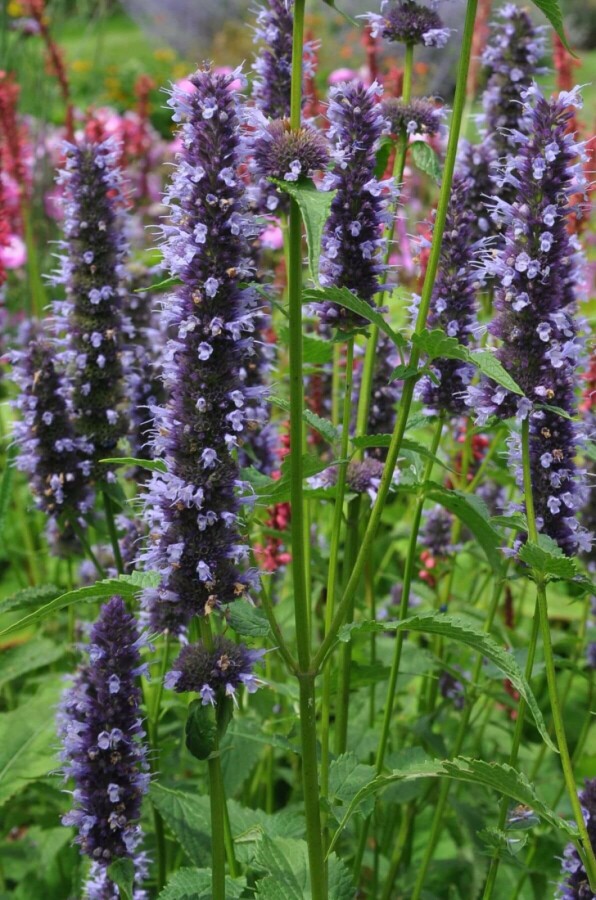 Agastache Agastache 'Black Adder' 5-10 Pot 9x9 cm (P9) Agastache 'Black Adder'