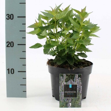 Agastache Agastache 'Blue Fortune' 10-15 Pot 2 l (C2) Agastache 'Blue Fortune'