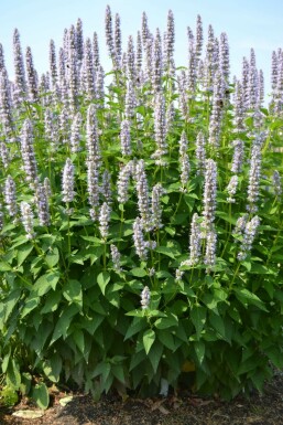 Agastache Agastache 'Blue Fortune' 5-10 Pot 9x9 cm (P9) Agastache 'Blue Fortune'