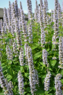 Agastache Agastache 'Blue Fortune' 5-10 Pot 9x9 cm (P9) Agastache 'Blue Fortune'