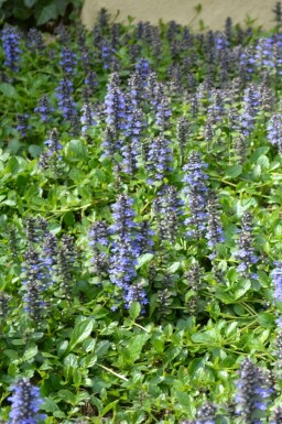 Bugle rampante Ajuga reptans 5-10 Pot 9x9 cm (P9) Ajuga reptans