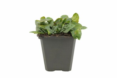 Bugle rampante Ajuga reptans 'Alba' 5-10 Pot 9x9 cm (P9) Ajuga reptans 'Alba'