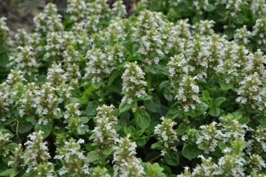 Bugle rampante Ajuga reptans 'Alba' 5-10 Pot 9x9 cm (P9)