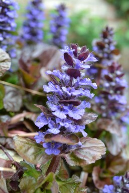 Bugle rampante Ajuga reptans 'Atropurpurea' 5-10 Pot 9x9 cm (P9)