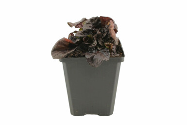 Bugle rampante Ajuga reptans 'Black Scallop' 5-10 Pot 9x9 cm (P9) Ajuga reptans 'Black Scallop'