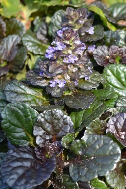 Bugle rampante Ajuga reptans 'Black Scallop' 5-10 Pot 9x9 cm (P9) Ajuga reptans 'Black Scallop'