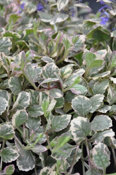 Bugle rampante Ajuga reptans 'Burgundy Glow' 5-10 Pot 9x9 cm (P9) Ajuga reptans 'Burgundy Glow'