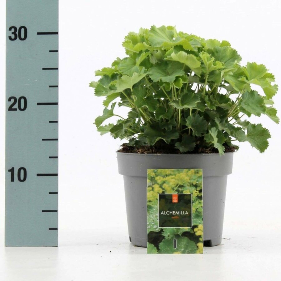 Alchémille molle Alchemilla mollis 10-15 Pot 2 l (C2) Alchemilla mollis
