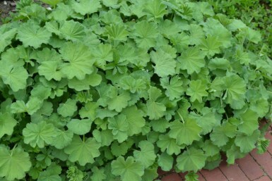 Alchémille molle Alchemilla mollis 10-15 Pot 2 l (C2) Alchemilla mollis