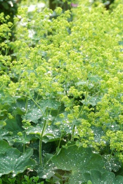 Alchémille molle Alchemilla mollis 10-15 Pot 2 l (C2) Alchemilla mollis