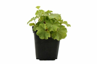 Alchémille molle Alchemilla mollis 5-10 Pot 9x9 cm (P9) Alchemilla mollis