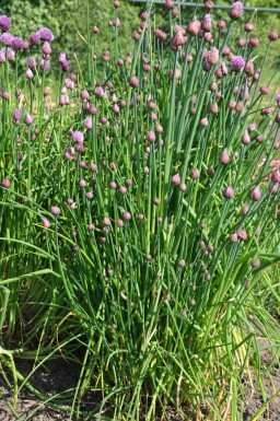 Civette Allium schoenoprasum 5-10 Pot 9x9 cm (P9)