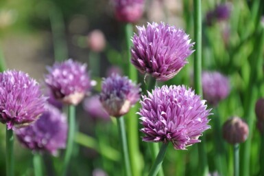 Civette Allium schoenoprasum 5-10 Pot 9x9 cm (P9) Allium schoenoprasum