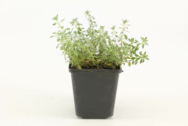 Alysson des montagnes Alyssum montanum 'Berggold' 5-10 Pot 9x9 cm (P9)