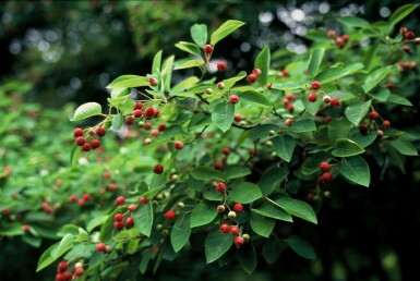 Amelanchier × lamarckii C12 100-125