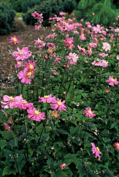 Anémone d'automne Anemone hupehensis 'Prinz Heinrich' 5-10 Pot 9x9 cm (P9) Anemone hupehensis 'Prinz Heinrich'