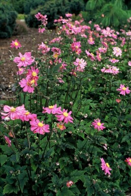 Anémone d'automne Anemone hupehensis 'Prinz Heinrich' 5-10 Pot 9x9 cm (P9) Anemone hupehensis 'Prinz Heinrich'
