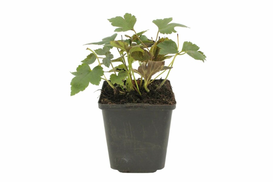 Anémone d'automne Anemone hupehensis 'Prinz Heinrich' 5-10 Pot 9x9 cm (P9) Anemone hupehensis 'Prinz Heinrich'