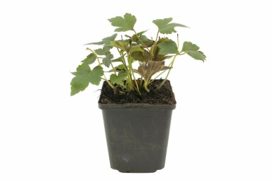 Anémone d'automne Anemone hupehensis 'Prinz Heinrich' 5-10 Pot 9x9 cm (P9) Anemone hupehensis 'Prinz Heinrich'