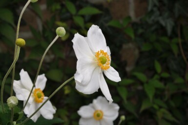 Anémone Anemone hybrida 'Honorine Jobert' 10-15 Pot 2 l (C2) Anemone hybrida 'Honorine Jobert'