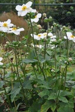 Anémone Anemone hybrida 'Honorine Jobert' 10-15 Pot 2 l (C2) Anemone hybrida 'Honorine Jobert'