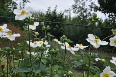 Anémone Anemone hybrida 'Honorine Jobert' 5-10 Pot 9x9 cm (P9)