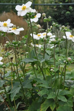 Anémone Anemone hybrida 'Honorine Jobert' 5-10 Pot 9x9 cm (P9)