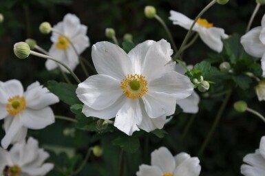 Anémone Anemone hybrida 'Honorine Jobert' 5-10 Pot 9x9 cm (P9) Anemone hybrida 'Honorine Jobert'