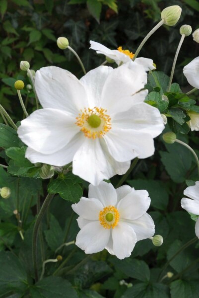 Anémone Anemone hybrida 'Honorine Jobert' 5-10 Pot 9x9 cm (P9) Anemone hybrida 'Honorine Jobert'