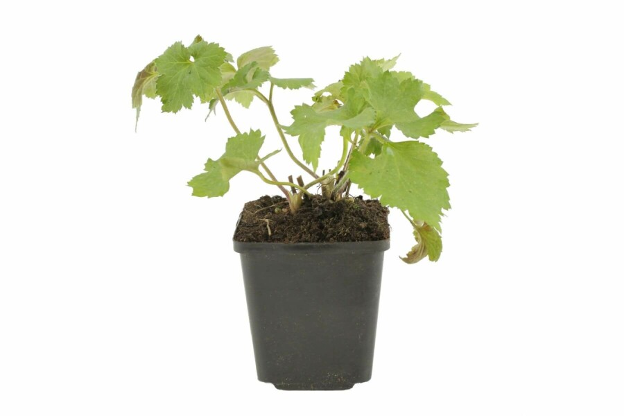 Anémone Anemone hybrida 'Königin Charlotte' 5-10 Pot 9x9 cm (P9) Anemone hybrida 'Königin Charlotte'