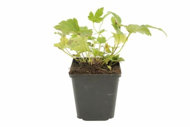 Anémone Anemone hybrida 'Pamina' 5-10 Pot 9x9 cm (P9) Anemone hybrida 'Pamina'