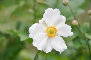 Anémone Anemone hybrida 'Whirlwind' 5-10 Pot 9x9 cm (P9) Anemone hybrida 'Whirlwind'