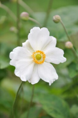 Anémone Anemone hybrida 'Whirlwind' 5-10 Pot 9x9 cm (P9) Anemone hybrida 'Whirlwind'