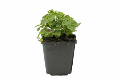 Anémone sylvestre Anemone sylvestris 5-10 Pot 9x9 cm (P9)