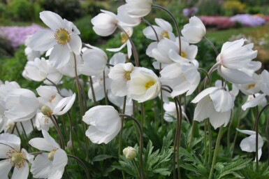 Anémone sylvestre Anemone sylvestris 5-10 Pot 9x9 cm (P9)