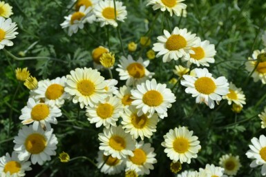 Anthémide des teinturiers Anthemis tinctoria 'Sauce Hollandaise' 5-10 Pot 9x9 cm (P9)