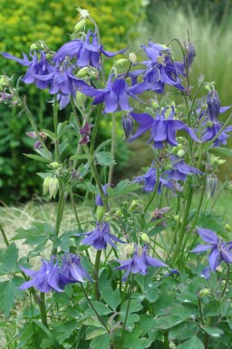 Ancolie des Alpes Aquilegia alpina 5-10 Pot 9x9 cm (P9)