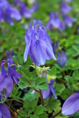 Ancolie naine Aquilegia flabellata 'Ministar' 5-10 Pot 9x9 cm (P9)